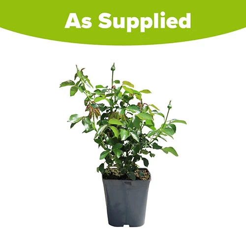 Rose Diamond 60th Wedding Anniversary 6 Rose Diamond 60th Wedding Anniversary - Image 4