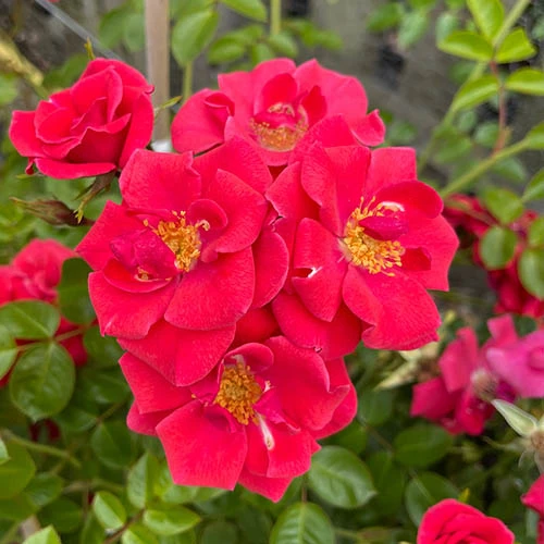 Rose Summer Sweetheart 4 Rose Summer Sweetheart - Image 2