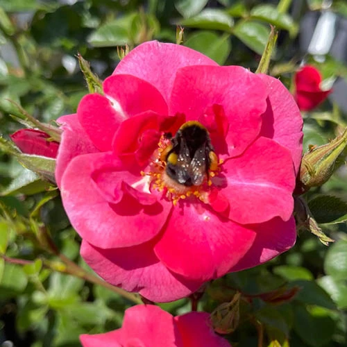 Rose Summer Sweetheart 5 Rose Summer Sweetheart - Image 3