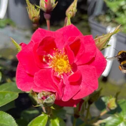 Rose Summer Sweetheart 13 Rose Summer Sweetheart -OWL Plant Shop 531005 4