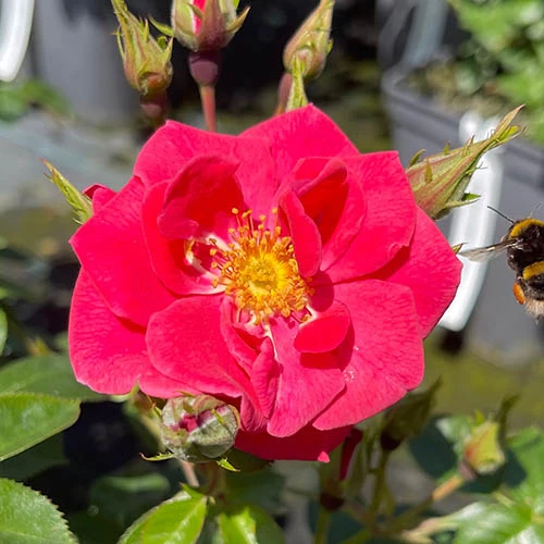 Rose Summer Sweetheart 7 Rose Summer Sweetheart - Image 5