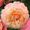 Rose Peach Melba 2 Rose Peach Melba -OWL Plant Shop 531014