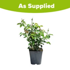 Rose Peach Melba 7 Rose Peach Melba -OWL Plant Shop 531014 2