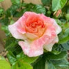 Rose Designer Sunset 2 Rose Designer Sunset -OWL Plant Shop 531016