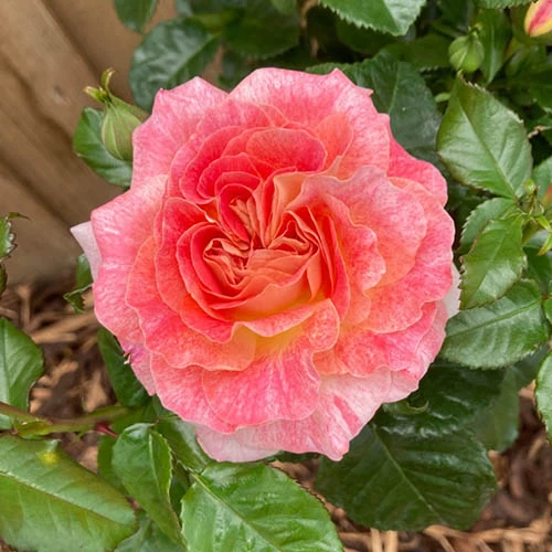 Rose Designer Sunset 4 Rose Designer Sunset - Image 2