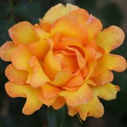 Rose Designer Sunset 3L Potted
