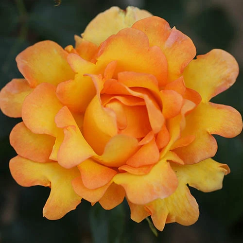 Rose Designer Sunset 3L Potted 3 Rose Designer Sunset 3L Potted