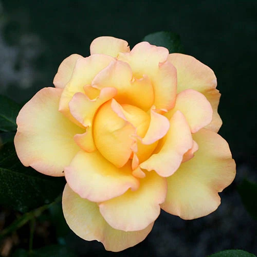 Rose Designer Sunset 3L Potted 4 Rose Designer Sunset 3L Potted - Image 2
