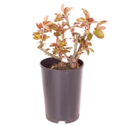 Rose Designer Sunset 3L Potted 7 Rose Designer Sunset 3L Potted -OWL Plant Shop 531017 2