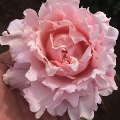 Rose 'King Charles Coronation'