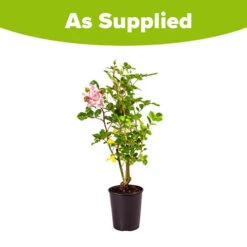 Rose 'King Charles Coronation' 12 Rose 'King Charles Coronation' -OWL Plant Shop 531034 4