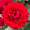 Rose 'Remembrance' 2 Rose 'Remembrance' -OWL Plant Shop 540076