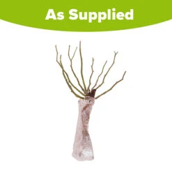 Rose 'Remembrance' -OWL Plant Shop 540076 2