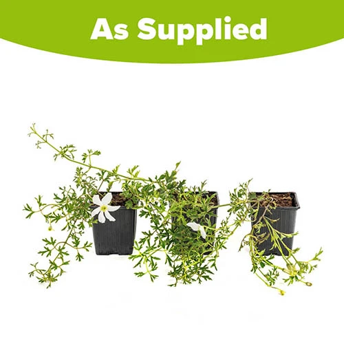 Clematis 'Early Sensation' 7/9cm 4 Clematis 'Early Sensation' 7/9cm - Image 2