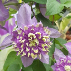 Clematis 'Taiga' 15 Clematis 'Taiga' -OWL Plant Shop 550126 5