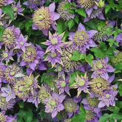 Clematis 'Taiga' 16 Clematis 'Taiga' -OWL Plant Shop 550126 6
