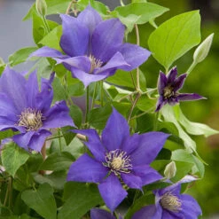 Patio Clematis Olympia Boulevard 12 Patio Clematis Olympia Boulevard -OWL Plant Shop 550167 4