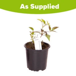 Patio Clematis Olympia Boulevard 13 Patio Clematis Olympia Boulevard -OWL Plant Shop 550167 5