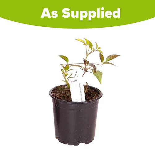 Patio Clematis Olympia Boulevard 8 Patio Clematis Olympia Boulevard - Image 6