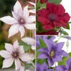 Patio Clematis Collection X 3, BOULEVARD(R) Series 2 Patio Clematis Collection X 3, BOULEVARD(R) Series -OWL Plant Shop 550177