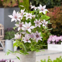 Patio Clematis Collection X 3, BOULEVARD(R) Series 14 Patio Clematis Collection X 3, BOULEVARD(R) Series -OWL Plant Shop 550177 3