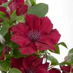 Patio Clematis Collection X 3, BOULEVARD(R) Series 15 Patio Clematis Collection X 3, BOULEVARD(R) Series -OWL Plant Shop 550177 4