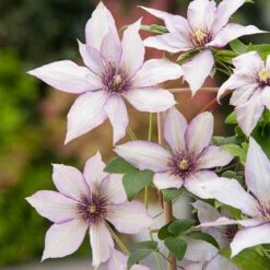Patio Clematis Collection X 3, BOULEVARD(R) Series 17 Patio Clematis Collection X 3, BOULEVARD(R) Series -OWL Plant Shop 550177 6