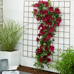 Patio Clematis Collection X 3, BOULEVARD(R) Series 18 Patio Clematis Collection X 3, BOULEVARD(R) Series -OWL Plant Shop 550177 7