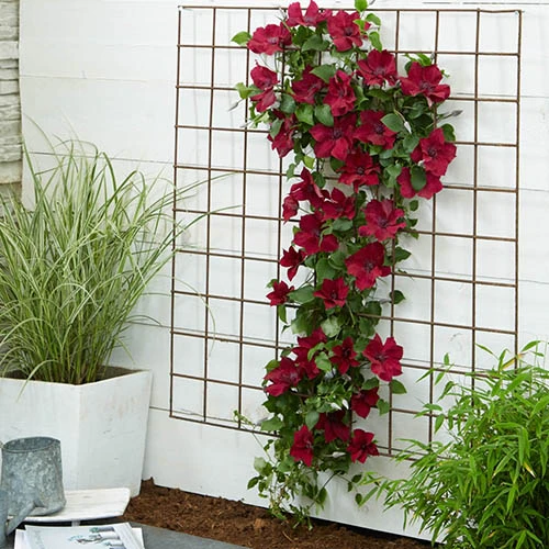 Patio Clematis Collection X 3, BOULEVARD(R) Series 10 Patio Clematis Collection X 3, BOULEVARD(R) Series - Image 8