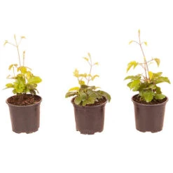 Patio Clematis Collection X 3, BOULEVARD(R) Series 19 Patio Clematis Collection X 3, BOULEVARD(R) Series -OWL Plant Shop 550177 8