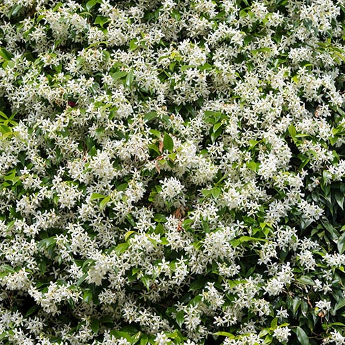 Star Jasmine Trachelospermum Jasminoides 3 Star Jasmine Trachelospermum Jasminoides