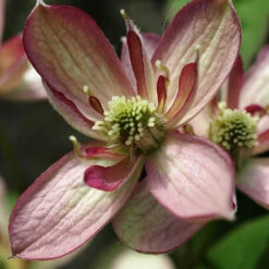 Clematis Montana Marjorie 7 Clematis Montana Marjorie -OWL Plant Shop 550220 2