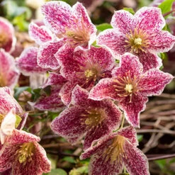 Clematis 'Evergreen Freckles' 7/9cm