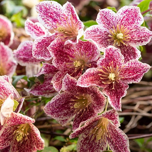 Clematis 'Evergreen Freckles' 7/9cm 3 Clematis 'Evergreen Freckles' 7/9cm