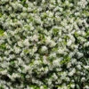 Star Jasmine Trachelospermum 2 Star Jasmine Trachelospermum -OWL Plant Shop 550229