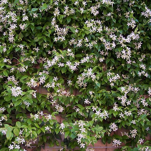 Star Jasmine Trachelospermum 5 Star Jasmine Trachelospermum - Image 3