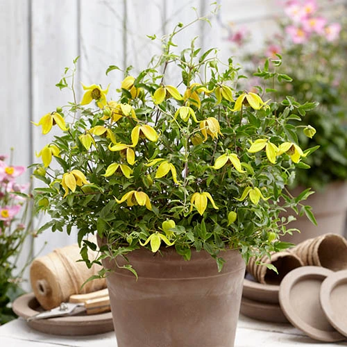 Basket Clematis Tangutica 'Little Lemons' 3 Basket Clematis Tangutica 'Little Lemons'