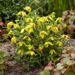 Basket Clematis Tangutica 'Little Lemons' 9 Basket Clematis Tangutica 'Little Lemons' -OWL Plant Shop 550232 2