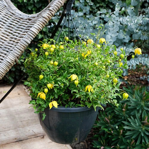 Basket Clematis Tangutica 'Little Lemons' 7 Basket Clematis Tangutica 'Little Lemons' - Image 5