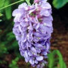 Wisteria 'Amethyst Falls' 2 Wisteria 'Amethyst Falls' -OWL Plant Shop 550238