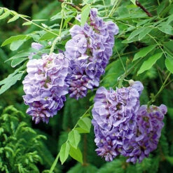 Wisteria 'Amethyst Falls' 10 Wisteria 'Amethyst Falls' -OWL Plant Shop 550238 2