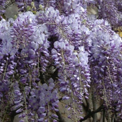 Wisteria 'Amethyst Falls' 11 Wisteria 'Amethyst Falls' -OWL Plant Shop 550238 3