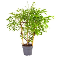 Wisteria 'Amethyst Falls' 12 Wisteria 'Amethyst Falls' -OWL Plant Shop 550238 4