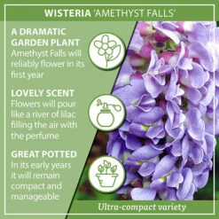 Wisteria 'Amethyst Falls' 13 Wisteria 'Amethyst Falls' -OWL Plant Shop 550238 5