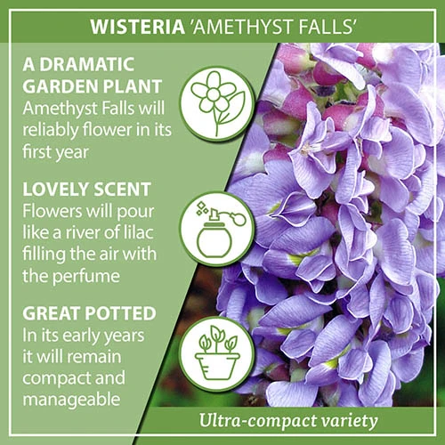 Wisteria 'Amethyst Falls' 8 Wisteria 'Amethyst Falls' - Image 6