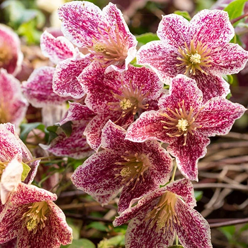 Clematis Evergreen Winter Collection 4 Clematis Evergreen Winter Collection - Image 2