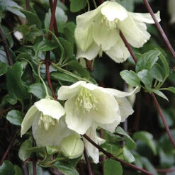 Clematis Evergreen Winter Collection 9 Clematis Evergreen Winter Collection -OWL Plant Shop 550304 2