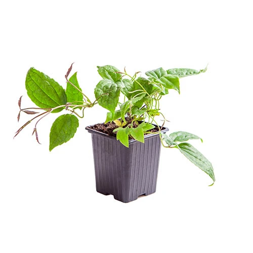 Clematis Evergreen Winter Collection 7 Clematis Evergreen Winter Collection - Image 5