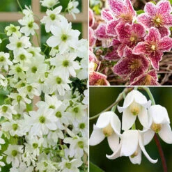 Clematis 'Winter Treasures' Collection 7/9cm X3