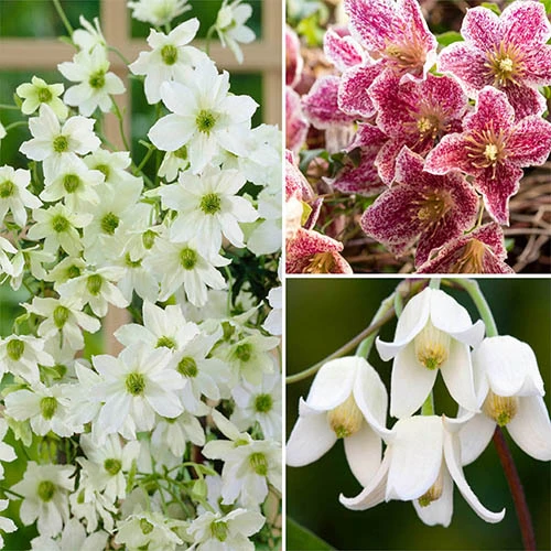 Clematis 'Winter Treasures' Collection 7/9cm X3 3 Clematis 'Winter Treasures' Collection 7/9cm X3